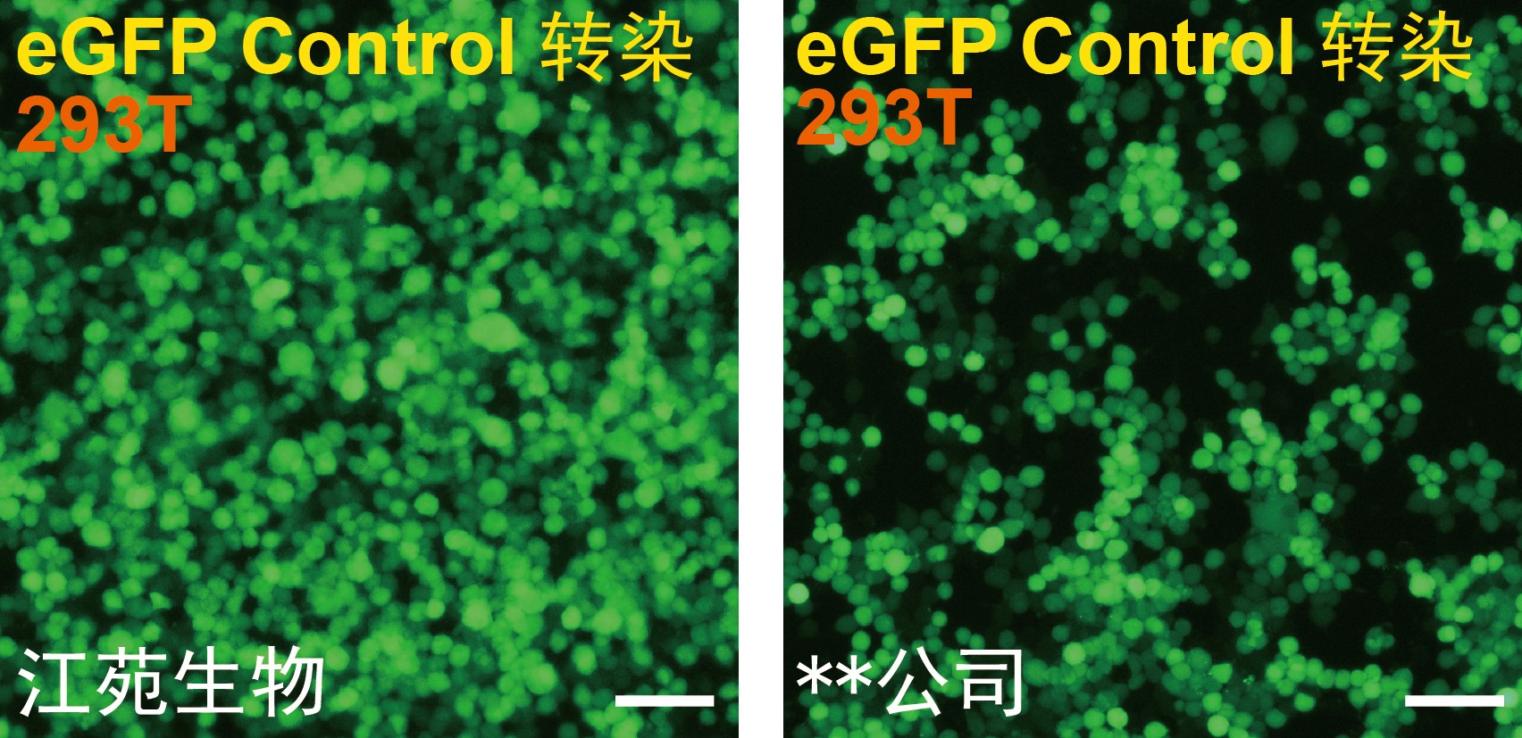 293T 慢病毒包裝.jpg